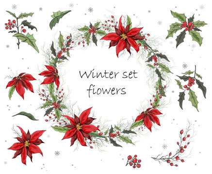 A set of winter flowers (poinsettia, white mistletoe, Holly) isolated on a white background. realistic hand-drawn compositions of bouquets. ornaments, decorations for seasonal cardst Vintage style