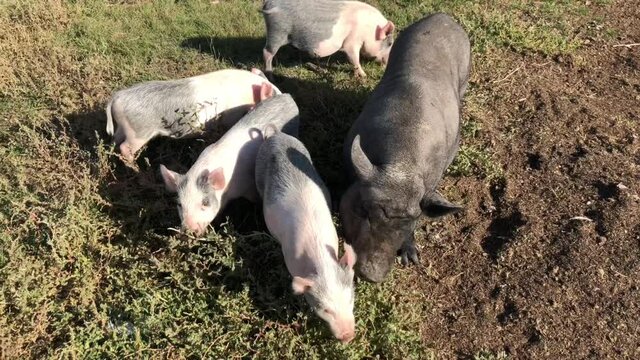 Domestic purebred pigs eat green grass on the farm. 