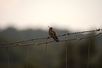 Colibrí en descanso. © Pablo