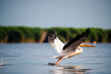 Landscapăe in Danube Delta