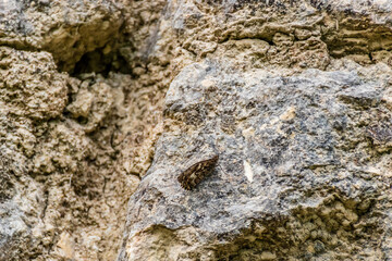 A butterfly on a boulder showcasing its camouflage with the surroundings found in the wild in the French Alps mountains near Puget-Theniers, France (Cote d'Azur, Provence)
