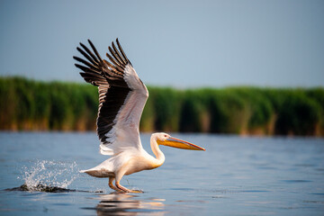 Landscapăe in Danube Delta