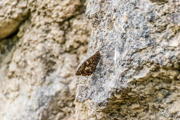 A butterfly on a boulder showcasing its camouflage with the surroundings found in the wild in the French Alps mountains near Puget-Theniers, France (Cote d'Azur, Provence)