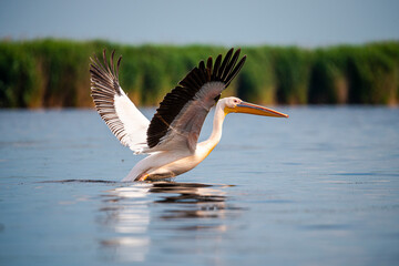 Landscapăe in Danube Delta