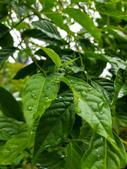 Fototapeta na wymiar The morning dew on the cananga leaves looks fresh and soothing