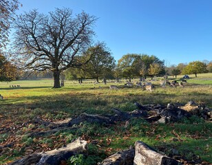 A view of Richmond Park in the Autumn Sun
