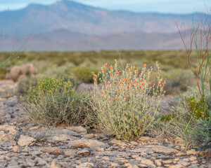 Desert Globemallow (Sphaeralcea ambigua) is a common desert perennial wildflower with salmon orange...
