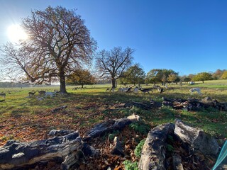 A view of Richmond Park in the Autumn Sun