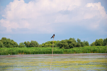Landscapăe in Danube Delta