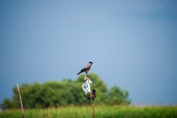 Landscapăe in Danube Delta
