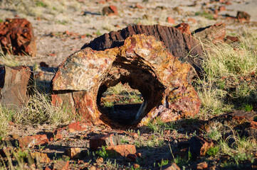 Hollow Log at Petrified Forest National Park