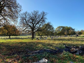 A view of Richmond Park in the Autumn Sun