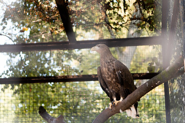 eagle on tree
