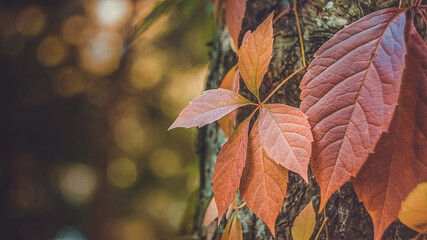 Herbststimmung