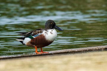 Northern Shoveler Spatula clypeata Costa Ballena Cadiz