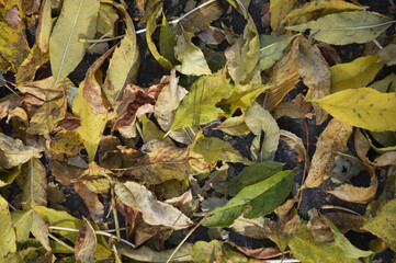 dry yellow leaves of trees in autumn on the ground. texture background for the design.