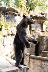 brown bear in the zoo