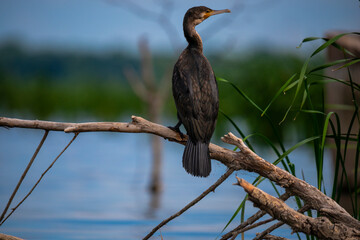Landscape in Danube Delta, Romania