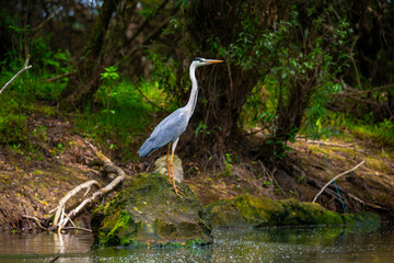 Landscape in Danube Delta, Romania