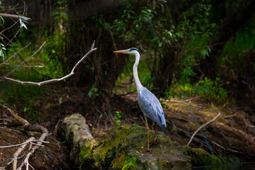 Fototapeta premium Landscape in Danube Delta, Romania