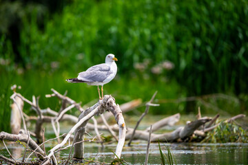 Landscape in Danube Delta, Romania