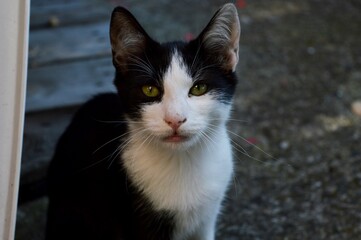portrait of a black and white cat