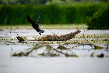 Landscape in Danube Delta, Romania