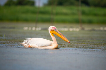 Landscape in Danube Delta, Romania