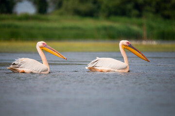 Landscape in Danube Delta, Romania