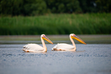 Landscape in Danube Delta, Romania