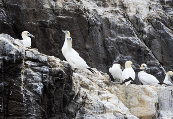 Northern Gannets on Bass Rock, East Lothian Scotland