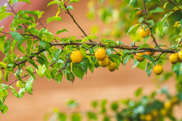 Juicy beautiful amazing nice cherry plum, myrobalan plum, fruit on the tree branch, good day. Shallow depth of the field