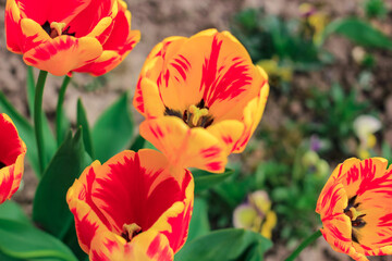 Fototapeta premium Beautiful yellow, orange and red tulips in a flowerbed. Floral natural spring background.