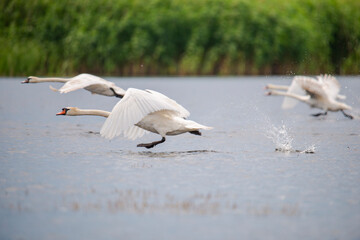 Wild birds in Danube Delta