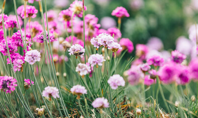 Obraz premium Beautiful magical nature background with blooming pink flowers and sunbeam on nature macro on green background with copy space, soft focus, beautiful bokeh
