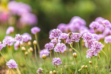 Beautiful magical nature background with blooming pink flowers and sunbeam on nature macro on green background with copy space, soft focus, beautiful bokeh