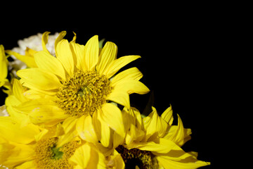 Yellow flowers on a black background. Blurred background