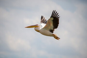 Fototapeta na wymiar Wild birds in Danube Delta