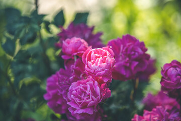 Beautiful many pink roses with water drops in autumn garden with amazing evening sunny light. Shallow depth of the field