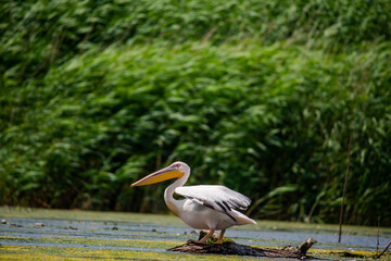 Wild birds in Danube Delta