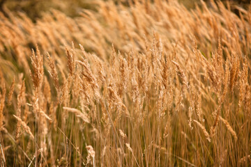 Golden meadow texture on a sunny day