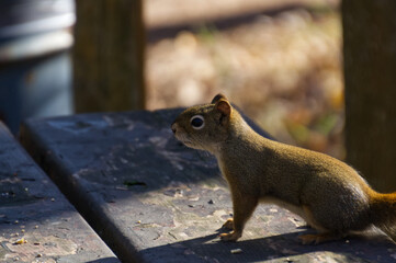 Red Squirrel on a Picnic Table