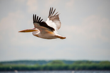 Wild pelican in Danube Delta