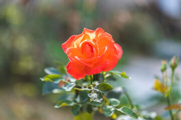 Beautiful pink rose in autumn garden with amazing evening sunny backlight. Shallow depth of the field.