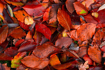 Vibrant red autumn leaves background, pattern. Fall season colours.