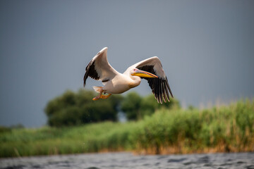 Wild pelican in Danube Delta