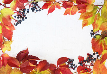 Naklejka na ściany i meble autumn frame on a white board, painted with white paint, red autumn leaves of grapes and bunches of grapes lie around the perimeter