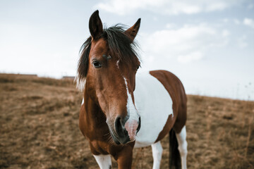Naklejka na ściany i meble Horse on pasture. Portrait of young beautiful horse eating grass.