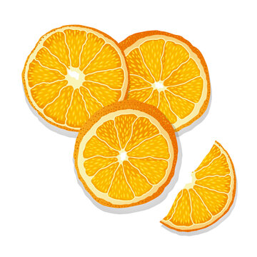 Vector image isolated drawing oranges on a white background, New Year mood, the smell of citrus fruits, dry slices of orange, New Year, Christmas