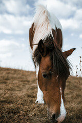 Horse on pasture. Portrait of young beautiful horse eating grass.